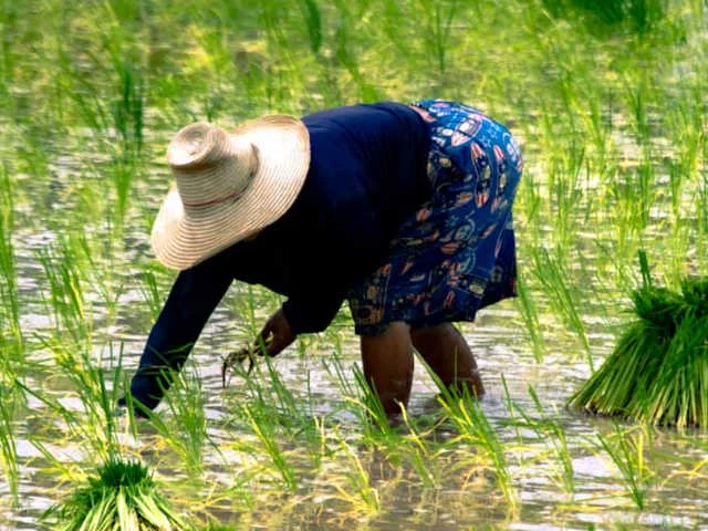 Таиланд и Вьетнам приготовили неприятный сюрприз рынку продовольствия