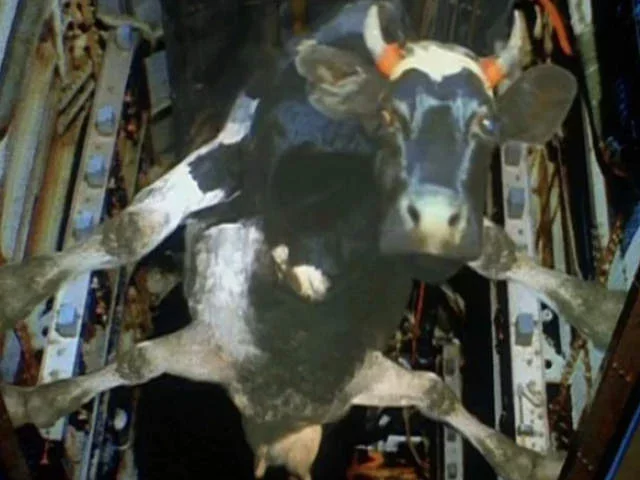 Евросоюз не знает как вытащить свою энергетическую корову из санкционного бомболюка