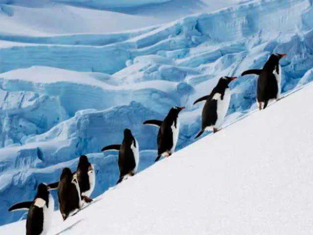 Ученые в недоумении, а "зеленые" в смущении: Антарктида не нагревается от "глобального потепления"