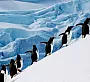 Ученые в недоумении, а "зеленые" в смущении: Антарктида не нагревается от "глобального потепления"