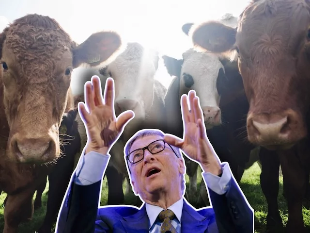 Билл Гейтс хочет модифицировать коров для борьбы с "изменением климата"