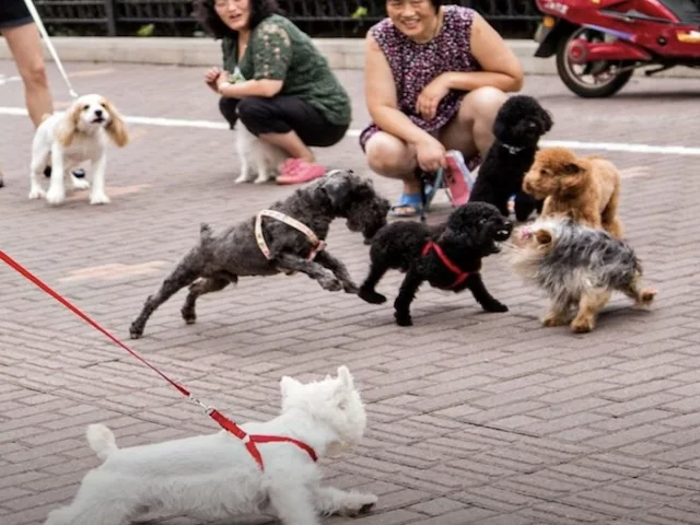 Китайский бизнес на жесткой привязи – таковы правила игры