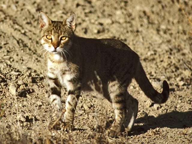 Война против кошек в Австралии