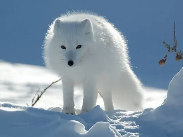 К ООН подобрался финансовый песец - денег нет, но вы держитесь