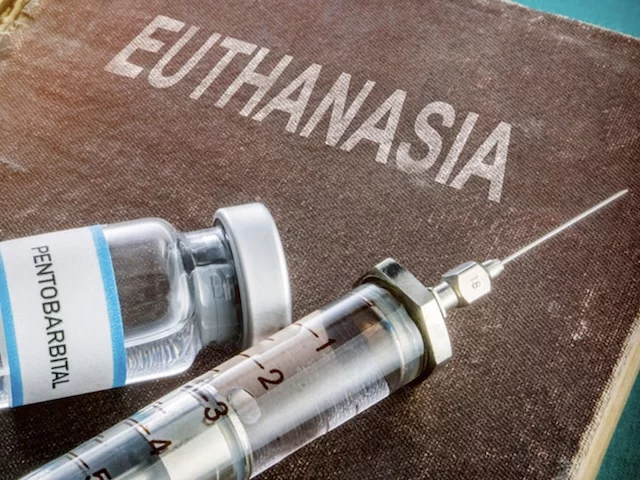 За год в Канале людей усыпили в два раза больше, чем собак