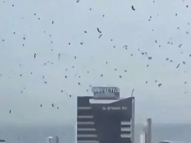 Над Израилем кружат стаи ворон, "предвещая гибель"