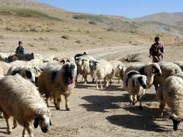 Во Франции арестован афганец за изнасилование коз и овец